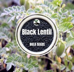Black Lentil – Bulk Deals