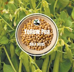 Yellow Pea Seeds – Bulk Deals