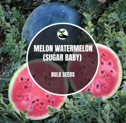 Melon Watermelon (Sugar Baby) – Bulk Deals *