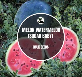 Melon Watermelon (Sugar Baby) – Bulk Deals *