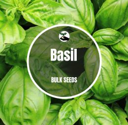 Basil – Bulk Deals