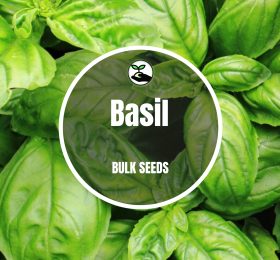 Basil – Bulk Deals