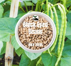 Black Eyed Beans – Bulk Deals