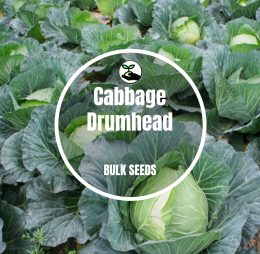 Cabbage Drum Head – Bulk Deals