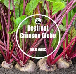 Beetroot Crimson Globe – Bulk Deals