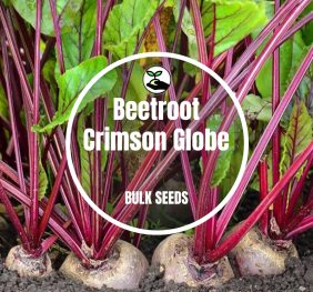 Beetroot Crimson Globe – Bulk Deals