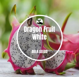 Dragon Fruit White – Bulk Deals