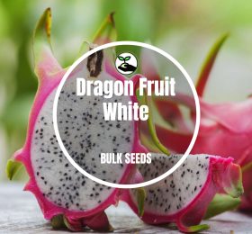 Dragon Fruit White – Bulk Deals