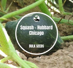 Squash – Hubbard Chicago