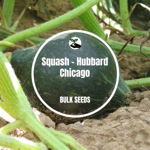 Squash - Hubbard Chicago - 50g (+- 250 Seeds)