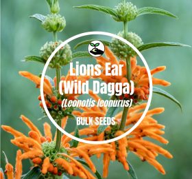 Lion’s Ear / Wild Dagga – Bulk Deals