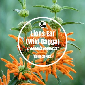 Lion's Ear / Wild Dagga - Bulk Deals - 1g (+- 60 Seeds)