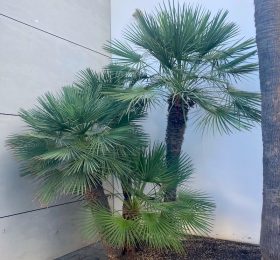 Mediterranean Fan Palm – Bulk Deals
