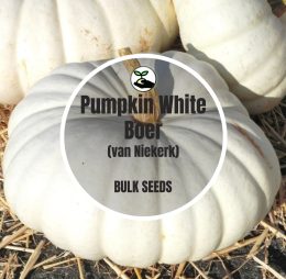 Pumpkin White Boer – Bulk Deals