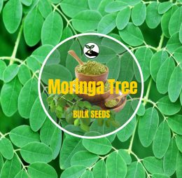 Moringa Tree – Bulk Deals