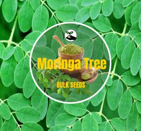 Moringa Tree – Bulk Deals