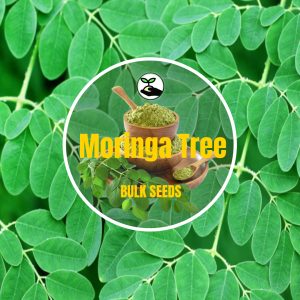 Moringa Tree - Bulk Deals - 5g (+-25 Seeds)
