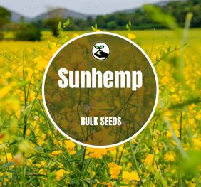 Sunhemp -Bulk Deals