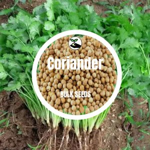 Coriander - Bulk Deals - 10g (+- 1000 Seeds)