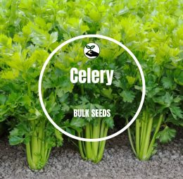 Celery – Bulk Deals