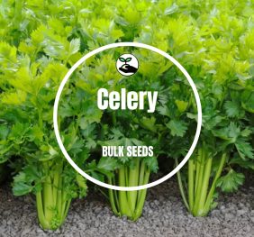 Celery – Bulk Deals