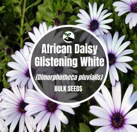 African Daisy Glistening White – Bulk Deals