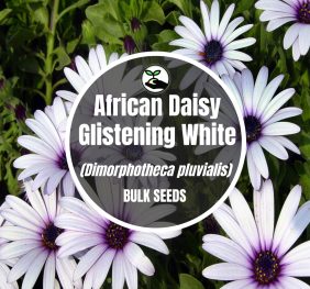 African Daisy Glistening White – Bulk Deals