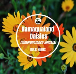 Namaqualand Daisies – Bulk Deals