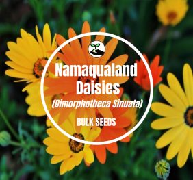 Namaqualand Daisies – Bulk Deals