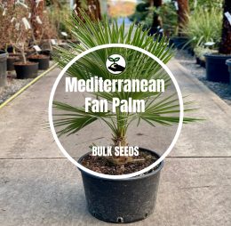 Mediterranean Fan Palm – Bulk Deals