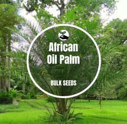 African Oil Palm – Bulk Deals