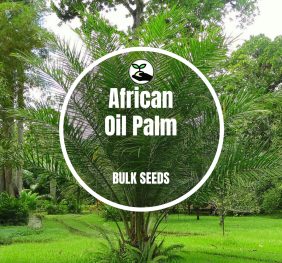 African Oil Palm – Bulk Deals