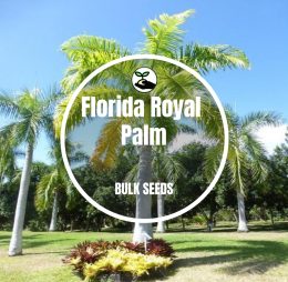 Florida Royal Palm – Bulk Deals