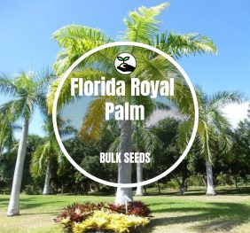 Florida Royal Palm – Bulk Deals