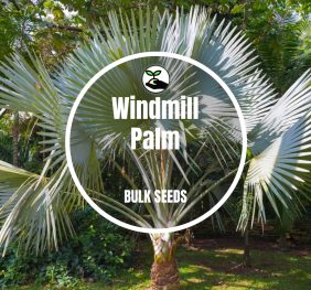 Windmill Palm – Bulk Deals