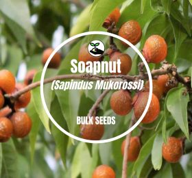 Soapnut (Sapindus Mukorossi) – Bulk Deals