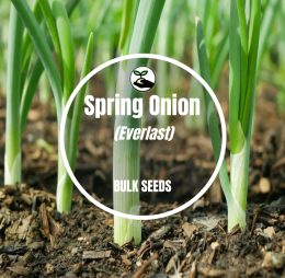 Spring Onion (Everlast) – Bulk Deals