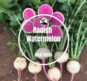 Radish Watermelon – Bulk Deals