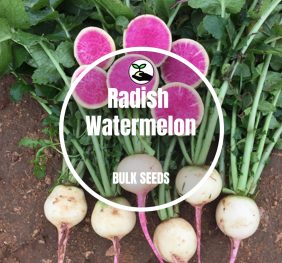 Radish Watermelon – Bulk Deals