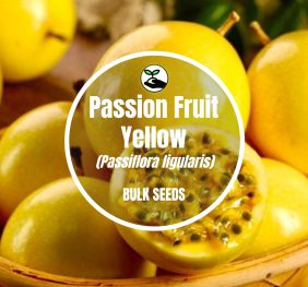 Passion Fruit Yellow – Bulk Deals