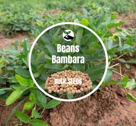 Beans Bambara – Bulk Deals