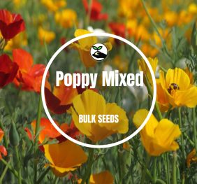 Poppy Mixed – Bulk Seeds