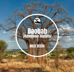Baobab (Adansonia Digitata) – Bulk Deals