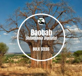 Baobab (Adansonia Digitata) – Bulk Deals