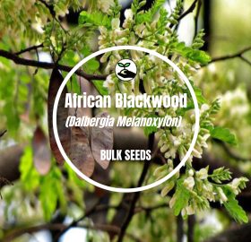 African Blackwood (Dalbergia Melanoxylon) – Bulk Deals