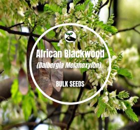 African Blackwood (Dalbergia Melanoxylon) – Bulk Deals