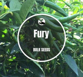 Fury – Bulk Deals