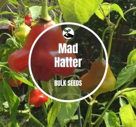 Mad Hatter – Bulk Deals