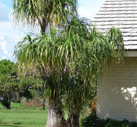 Ponytail Palm – Bulk Deals