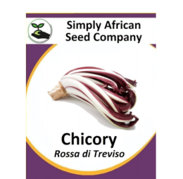 Chicory Rossa di Treviso 30’s